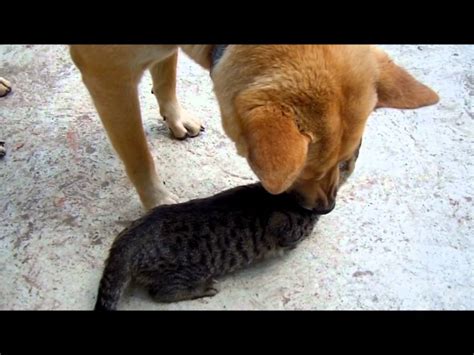Perro Y Gato Youtube