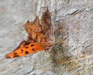 Orange Butterfly Or Moth With Black Spots Underside Looks