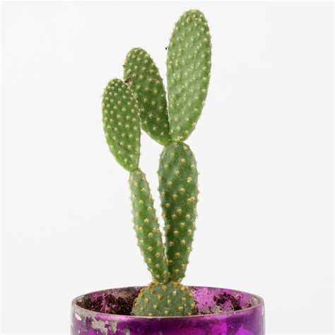 Buysend Mickey Mouse Cactus In Purple Glass Vase Online Ferns N Petals