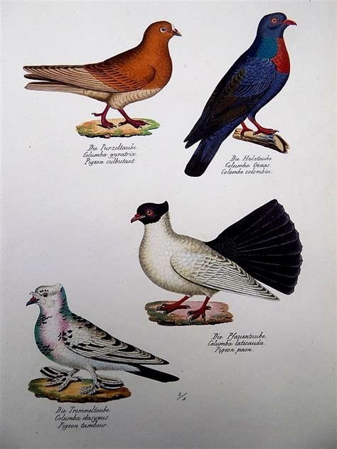 1830 Doves Kj Brodtmann Ornithology Original Hand Coloured