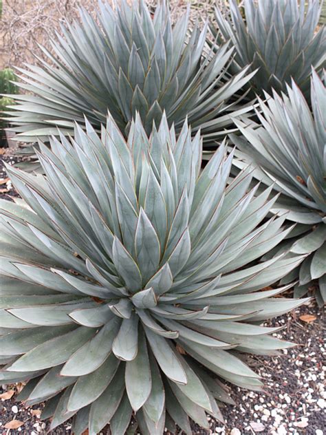 Agave plants (agave spp.), such as the century plant and blue agave, can be grown indoors. Lg. Blue Glow Agave Plant (agave attenuata x ocahui ...
