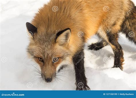 Amber Phase Red Fox Vulpes Vulpes Close Up Stock Image Image Of Phase