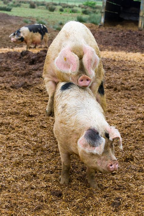 Pigs Mating In The Farmyard Pigs Mating In The Farmyard Flickr