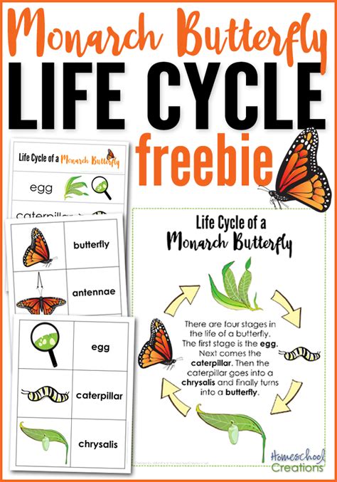 This free coloring page shows the life cycle of a monarch butterfly from laying eggs on milkweed through caterpillar, pupa (chrysalis) and adult. Monarch butterfly life cycle freebie - includes vocabulary ...