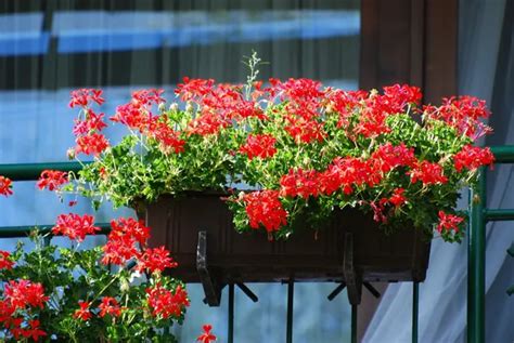 Red Geraniums On The Balcony Stock Photos Royalty Free Red Geraniums