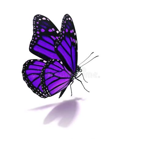 Real Purple Butterflies