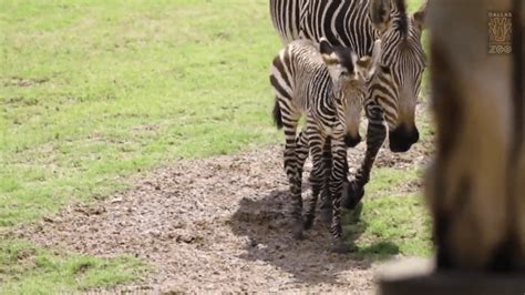 Dallas Zoo Introduces New Baby Zebra Nbc 5 Dallas Fort Worth