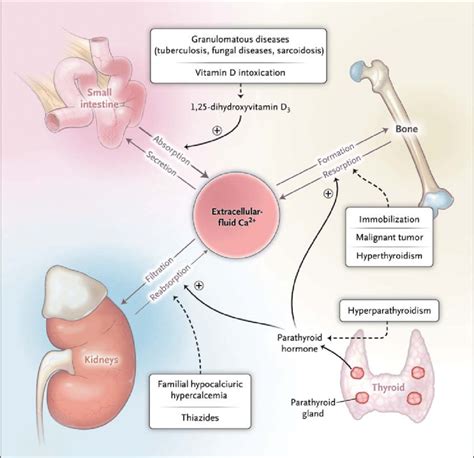 Calcium Homeostasis And Selected Causes Of Hypercalcemia In Pediatric