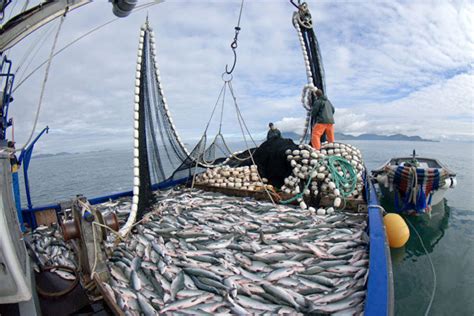 Senado Aprueba En General Ley Corta De Pesca Que Acaba Con La