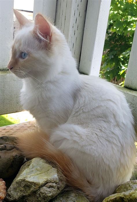 Meet Venus The Charming Flame Point Ragdoll Kitten