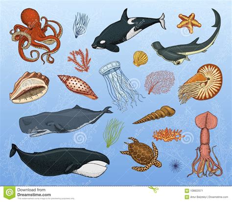 Calamari Cartoons Illustrations And Vector Stock Images