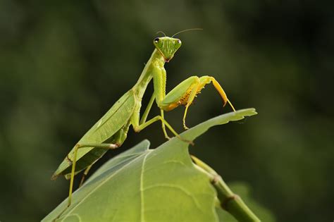 More Than 100 Praying Mantises Hatch In Womans Christmas Tree
