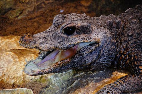 图片素材 野生动物 爬虫 规模 动物群 特写 脊椎动物 齿 危险 Amid 科莫多巨蜥 美国短吻鳄 尼罗河鳄鱼
