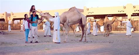 Pastoral cultures such as the karrayyu herders in ethiopia are facing a variety of challenges. Camel racing in the United Arab Emirates, a sport of ...
