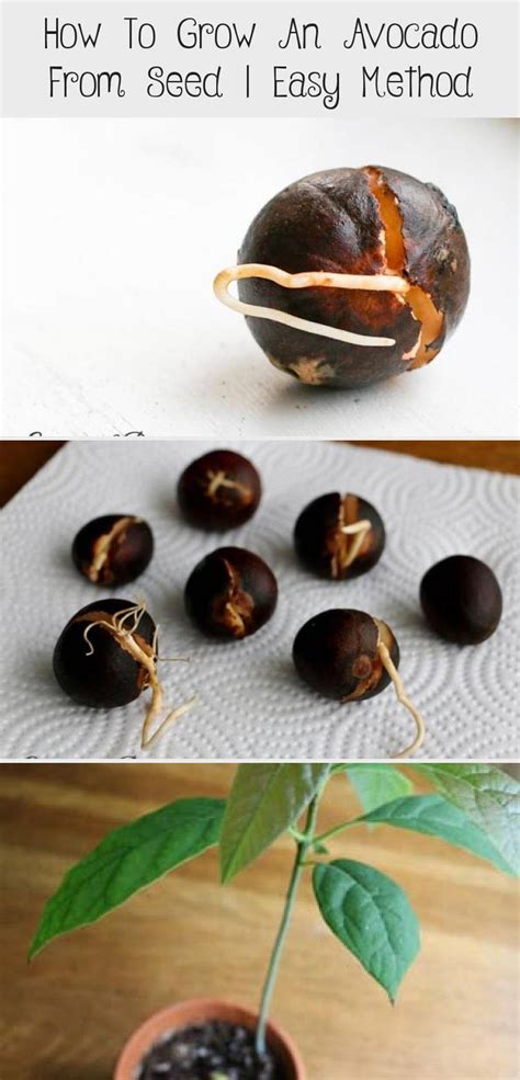 Place these buds in pure mexican stock free from hybrid variants. How To Grow An Avocado From Seed | Easy Method - Decor in ...