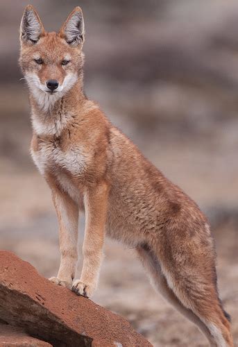 Abes Animals 2 Beautiful Red Canids Of Africa And South America
