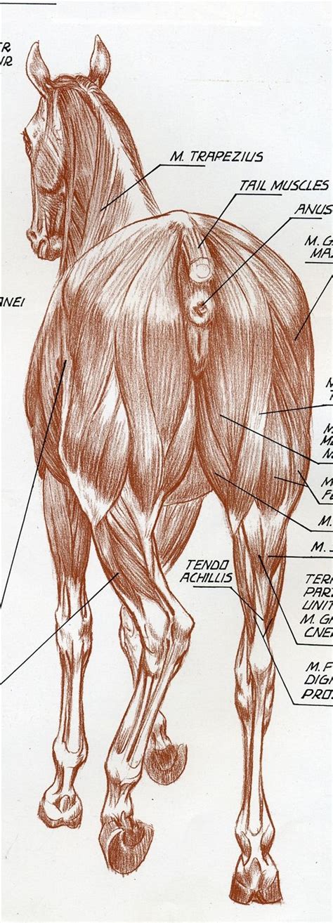 The 25 Best Horse Anatomy Ideas On Pinterest Horse Sketch Horse
