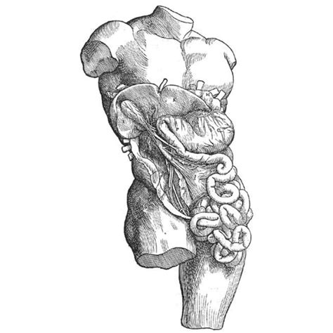 Abdome Anatomia Papel E Caneta Gambaran