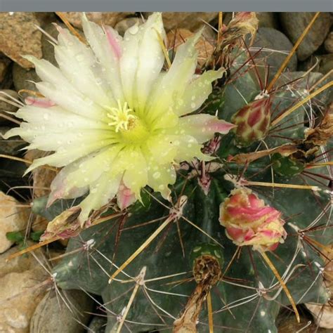 Même si ce sont des plantes qui sont habituées à la sécheresse, elles demandent tout de même des soins bien spécifiques. cactuseraie - Conseils