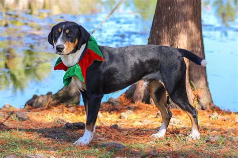 Adopt Barney On Petfinder Entlebucher Mountain Dog Dog Mixes Dog