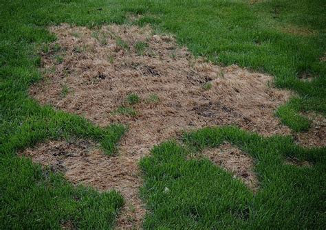 Soil wetting agents won't do a great deal on their own to repair a damaged saint augustine lawn, but they are a minor element in the entire picture towards good lawn health. How To Repair Grass Damaged By Dog Urine | Dog urine and Grasses