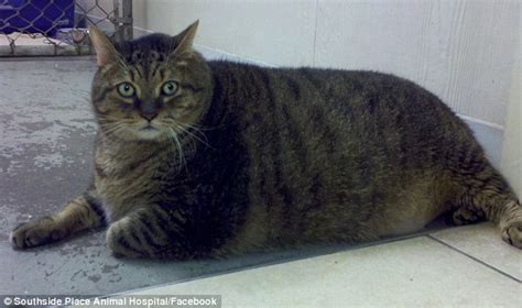 Tiny Tim The Tubby Tabby Only Has Weeks To Live As Vets Decide