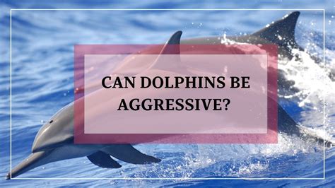 Can Dolphins Be Aggressive Animalsman