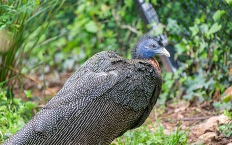 Visit Great Argus Pheasant A Zoo With Great Argus Pheasant • Paignton Zoo