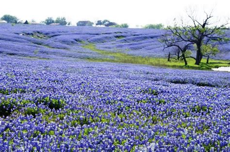 Bluebonnets Blooming In Texas Micky Imojean