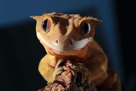 An In Depth Crested Gecko Care Sheet