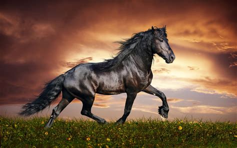 Cool Horse Desktop Wallpapers Top Free Cool Horse Desktop Backgrounds