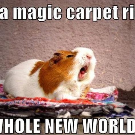Magic Carpet Funny Quotes Quotesgram