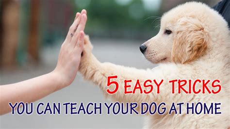 5 Easy Tricks You Can Teach Your Dog At Home K9 Pie