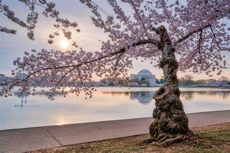 Cherry Blossom National Geographic