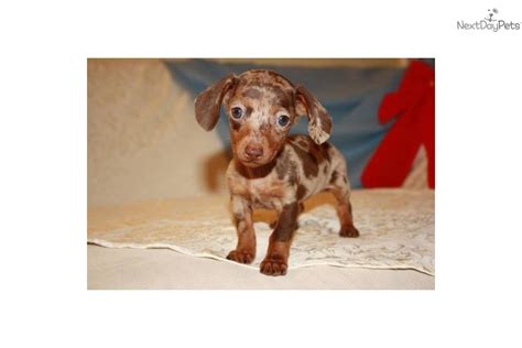 Check out our teacup dachshund selection for the very best in unique or custom, handmade pieces from our shops. Dachshund, Mini puppy for sale near New York City, New York | 61cb6572-f4b1