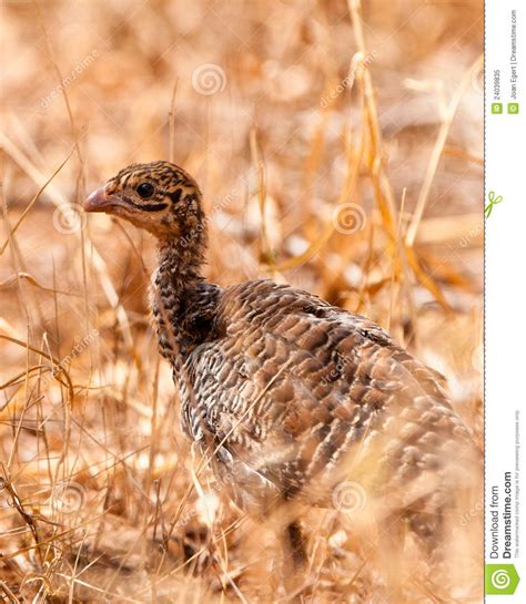 We did not find results for: A Baby Vulturine Guineafowl Stock Image - Image of bird ...