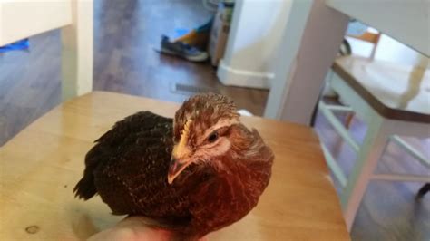 The welsummer rooster is what was used for the model for kellogg's corn flakes mascot, cornelius. How to spot a 5-week old welsummer cockeral?? | BackYard ...