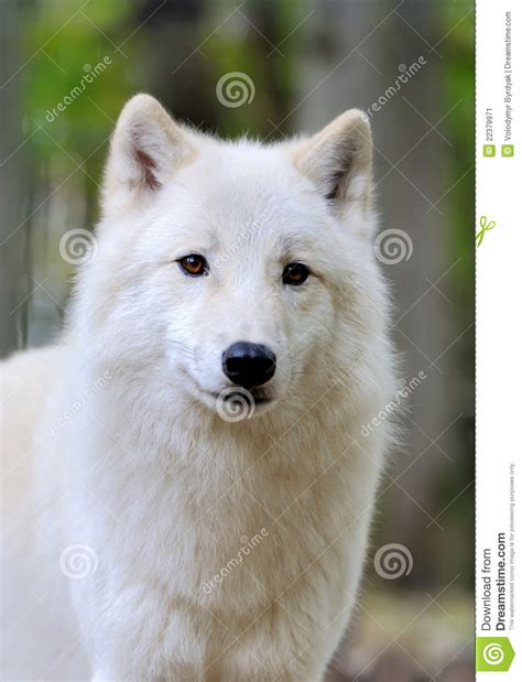 White Wolf In Forest Stock Image Image Of Dangerous 22379971