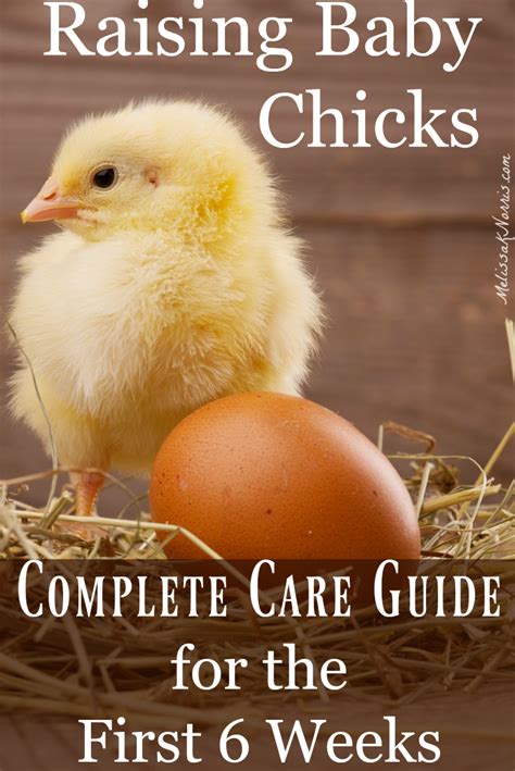 Raising Baby Chicks Beginners Guide For The First 6 Weeks Melissa K