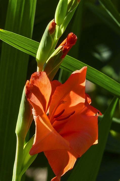 Gladiolus are usually grown from large corms. Top 10 Plants and Bulbs for Planting in Spring