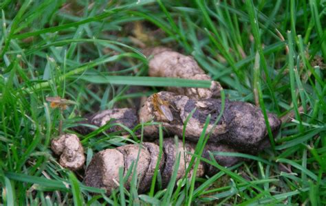10 Types Of Dog Poop Meaning Remedies And Pictures Marvelous Dogs