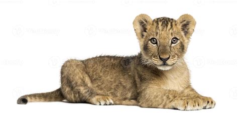 Side View Of Lion Cub Lying Looking At The Camera 844488 Stock Photo
