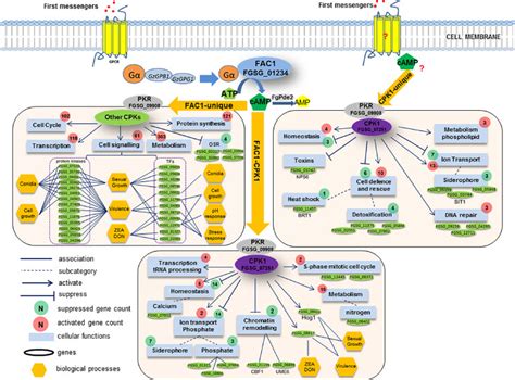 Cyclic adenosine monophosphate (camp) is a second messeng in some signaling pathways. Proposed model for cyclic adenosine monophosphate-protein ...