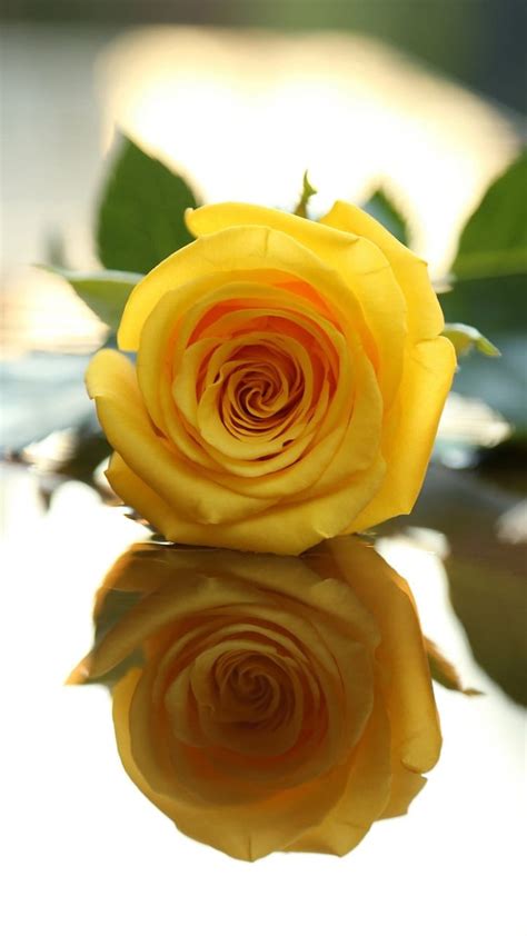 Yellow Rose Yellow Adorable Rose Hd Phone Wallpaper Pxfuel