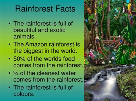 10 Facts About The Amazon Rainforest