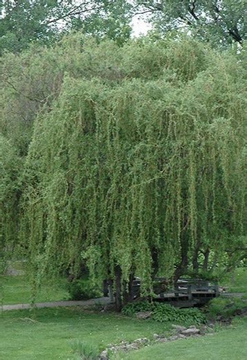 Corkscrew Willow Golden Curls Salix