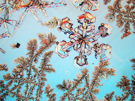 Snowflakes Stock Image E1270524 Science Photo Library