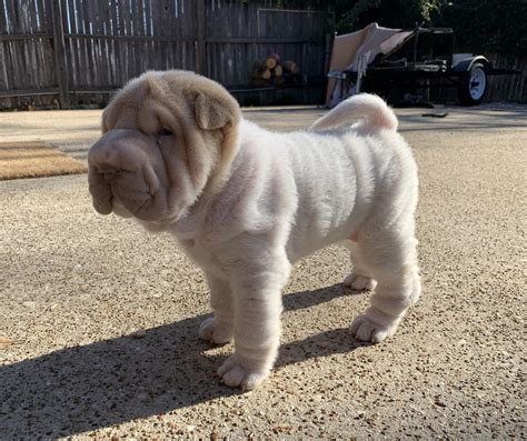 Chinese Shar Pei Puppies For Sale Arlington Tx 317941