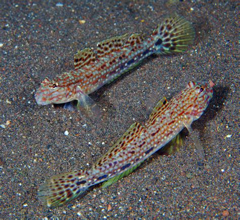Goby Checkered Sand Goby