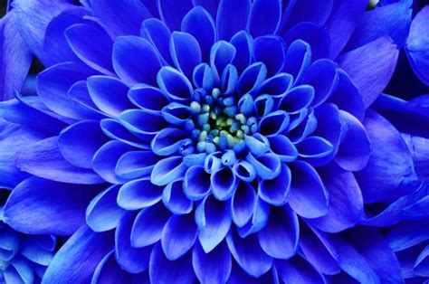 Blue Flower Names History Culture And Symbolism